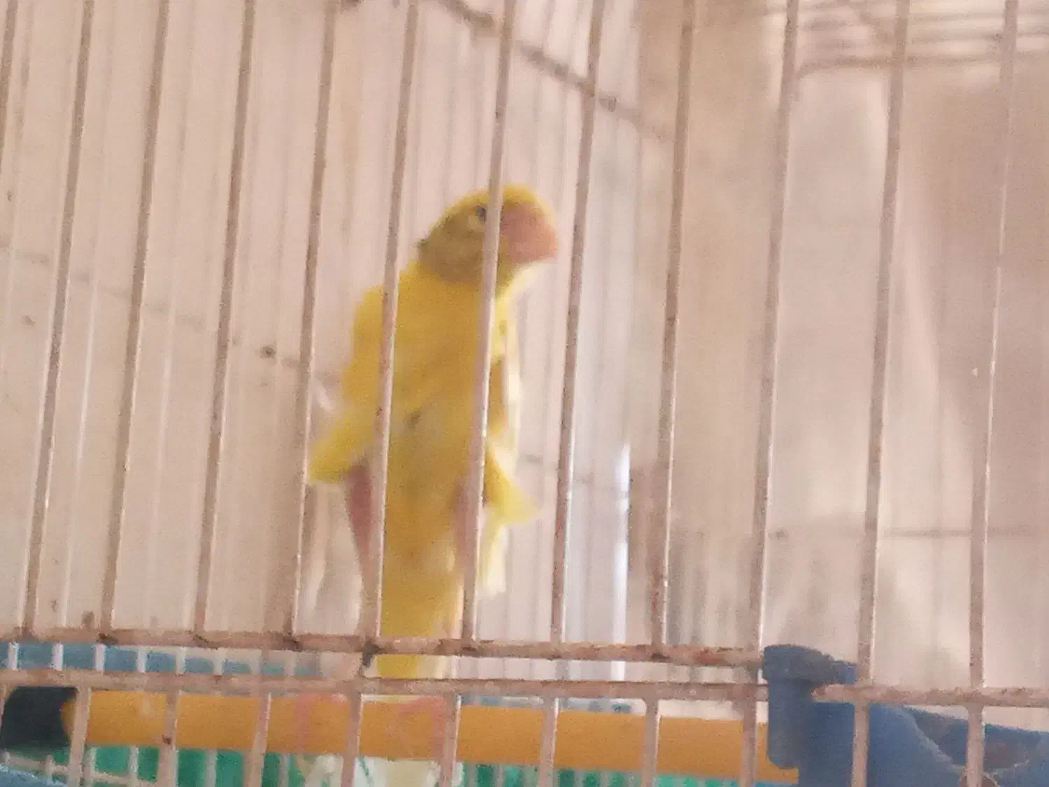 قناری ماده|پرنده|ارسنجان, |دیوار