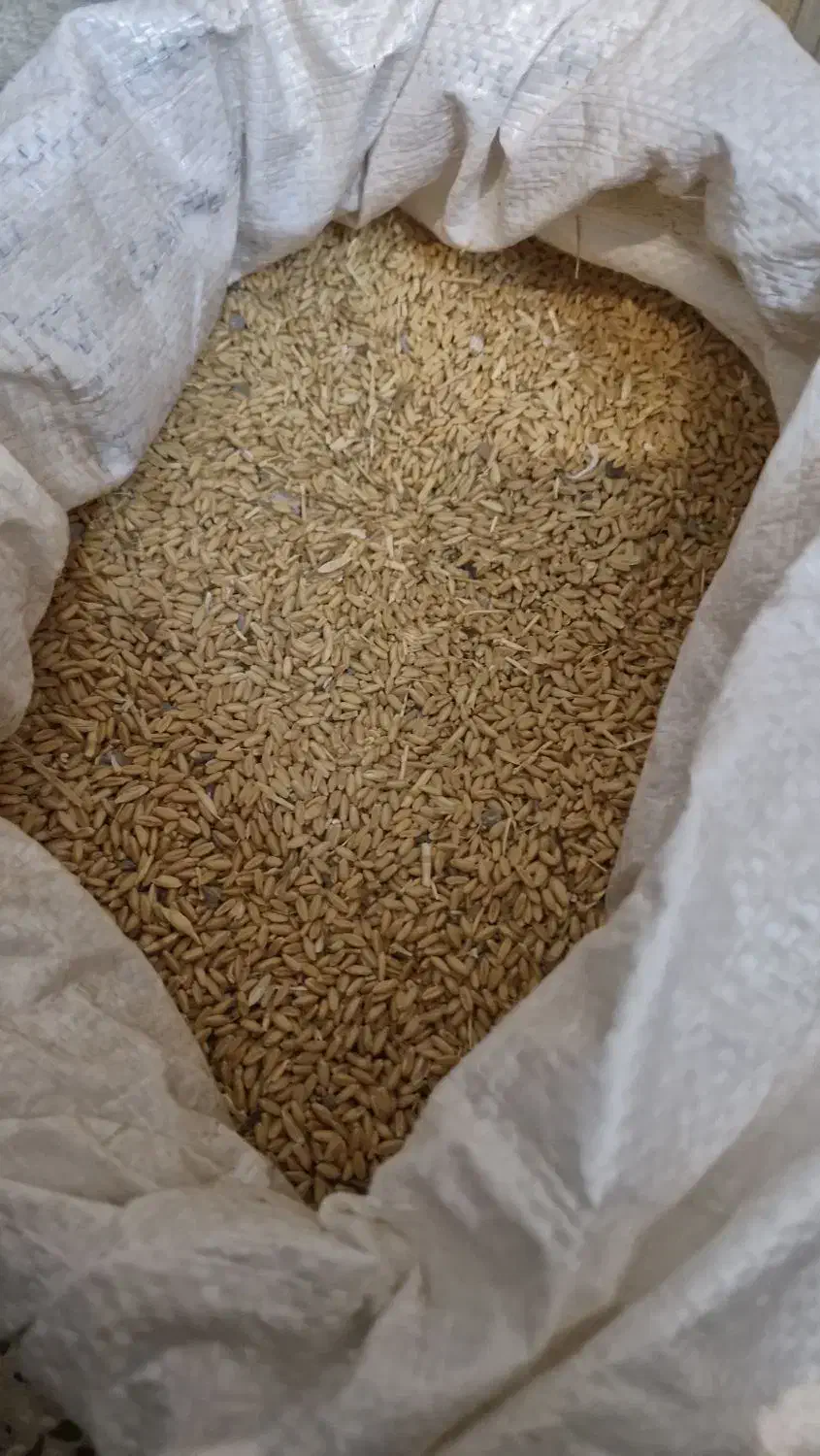 گندم|لوازم جانبی حیوانات|اراک, |دیوار