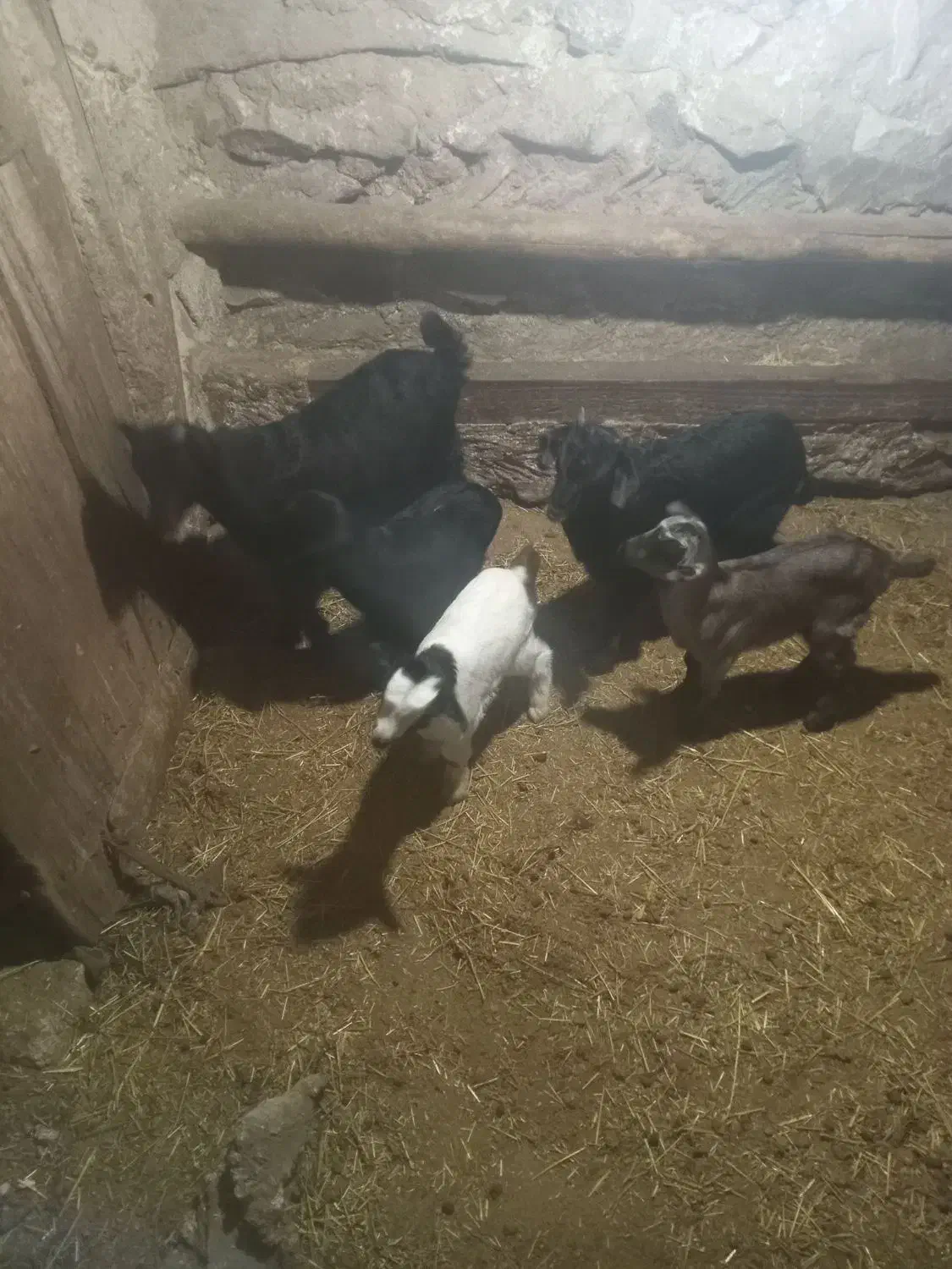 ۴عدد بز جوان شیری خانگی|حیوانات مزرعه|ساوه, |دیوار