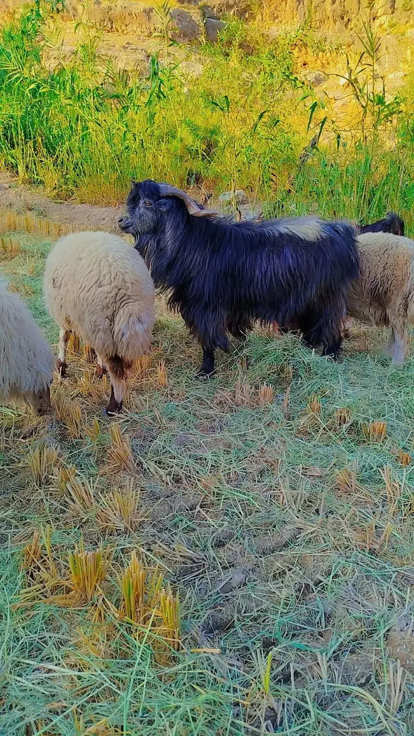 نربز .دره شهر|حیوانات مزرعه|دره شهر, |دیوار
