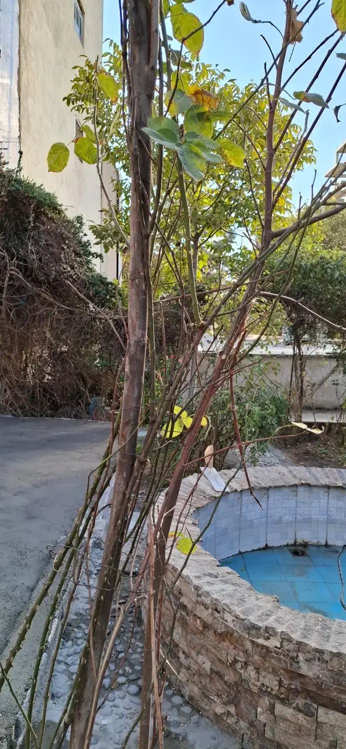 سفره خانه سنتی ۵۰۰ متری ،با موقعیتی عالی|اجارهٔ مغازه و غرفه|ایلام, |دیوار