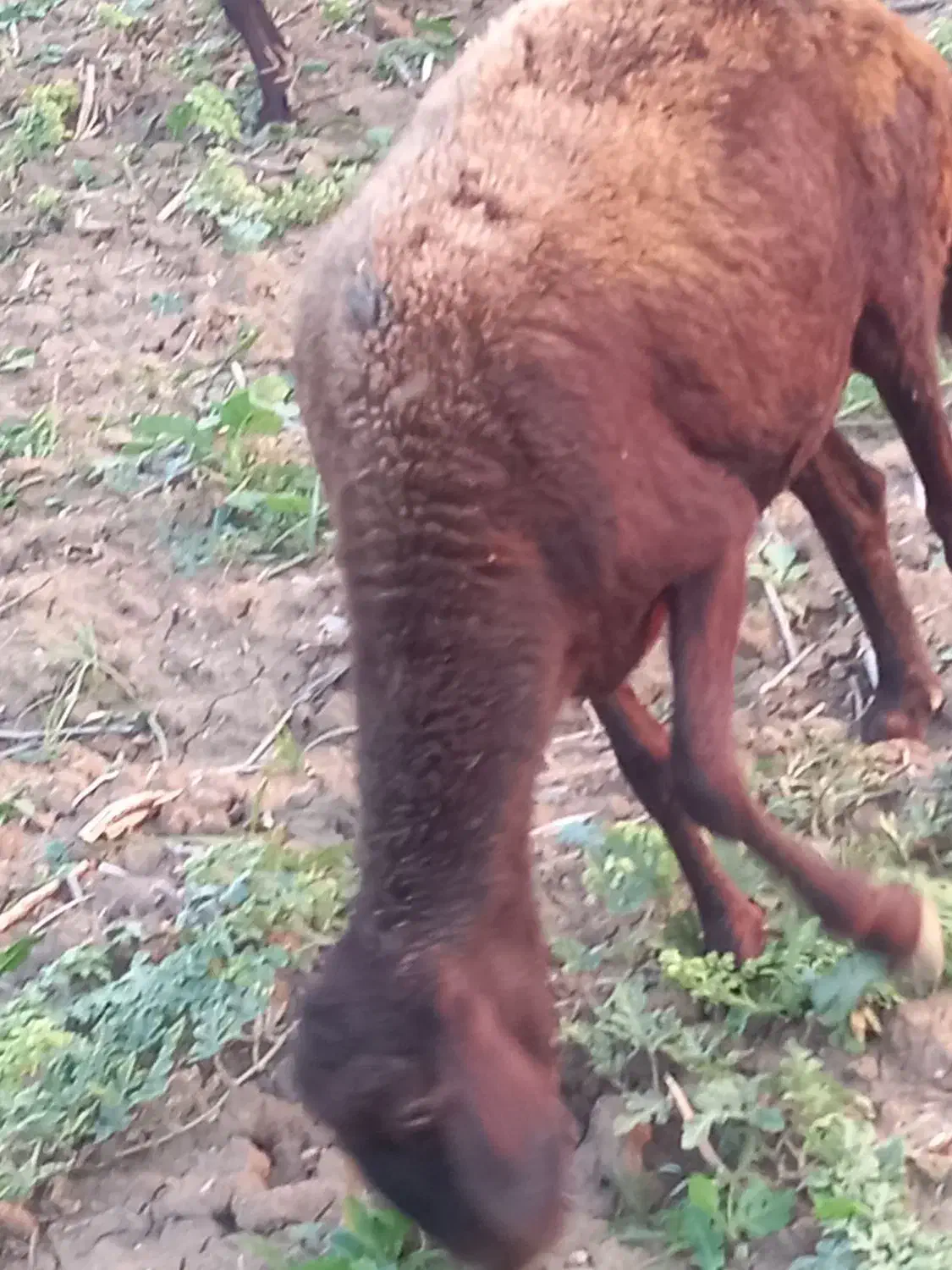 گوسفند شیشک آبستن توضیحات کامل نوشته شده است|حیوانات مزرعه|آزادشهر, |دیوار