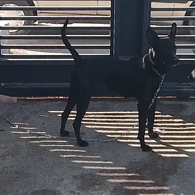 واگذاری مالینیوز|سگ|مهریز, |دیوار