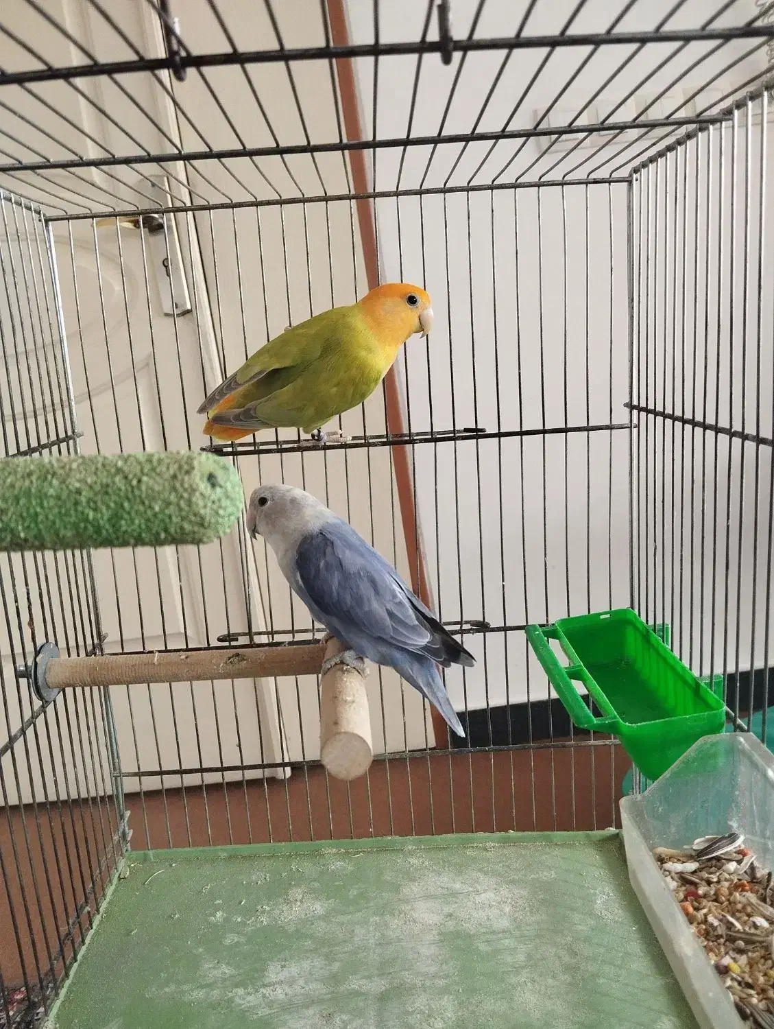 طوطی برزیلی نروماده مولد با پنج عدد تخم|پرنده|سنندج, |دیوار