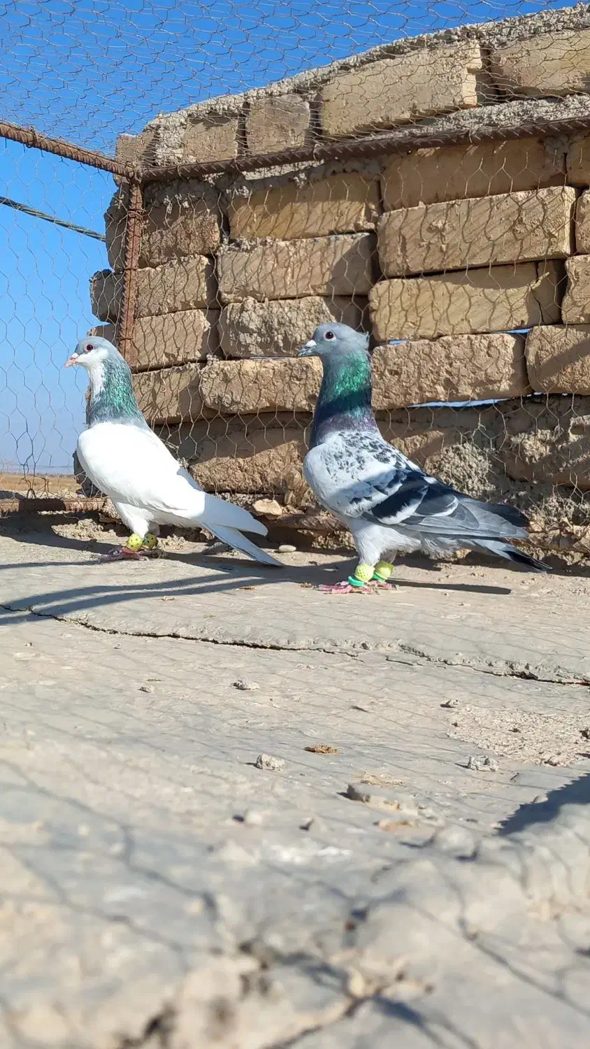 کبوتر مگسی شامی با شصتی کبود|پرنده|دشتابی, |دیوار