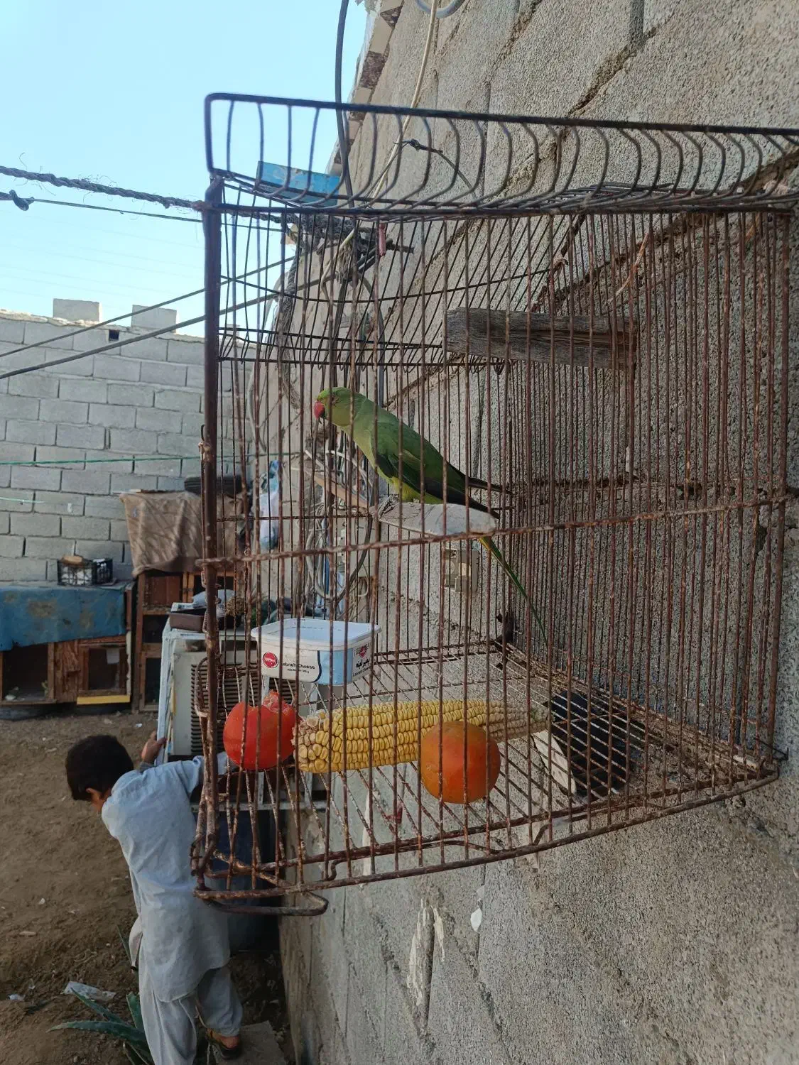 طوطی ماده|پرنده|چابهار, |دیوار