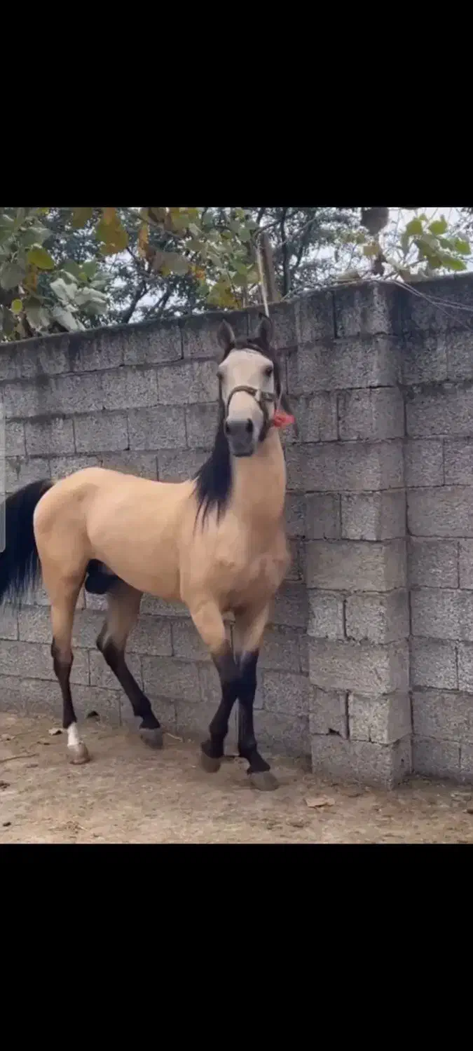اسب زیبا|اسب و تجهیزات اسبسواری|ماسال, |دیوار