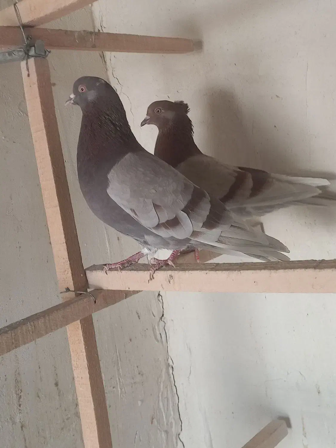 کبوتر پرشی|پرنده|آران و بیدگل, |دیوار