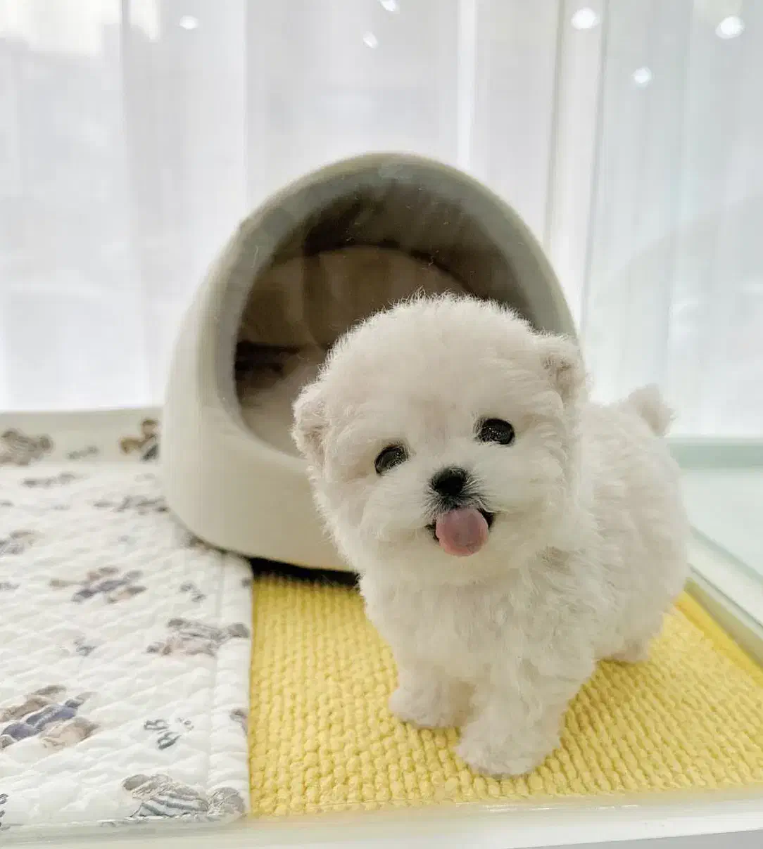 مالتیپو فسقلی|سگ|قم, سیدان|دیوار