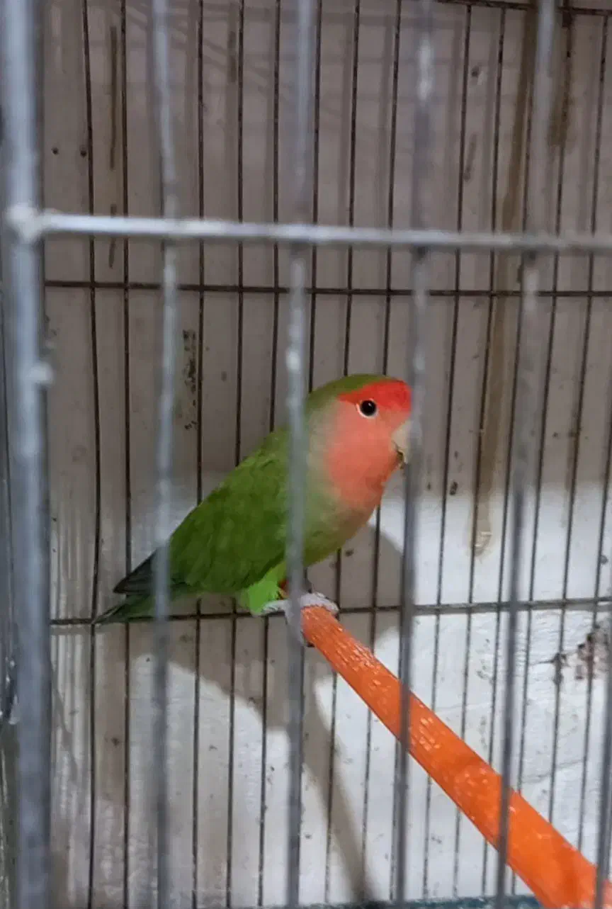 طوطی کوتوله|پرنده|مشگین شهر, |دیوار