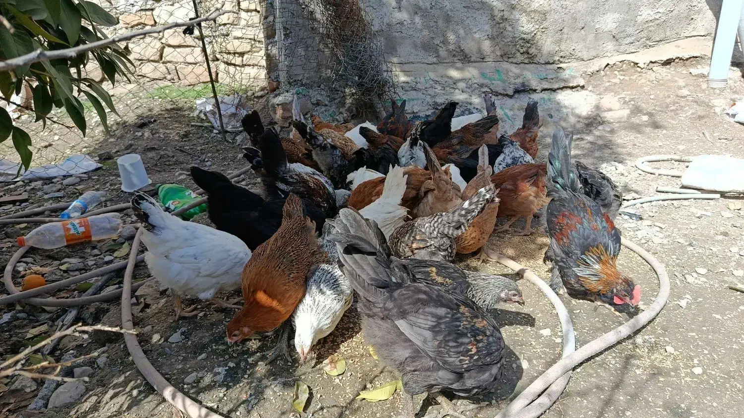 فروش جوجه محلی|حیوانات مزرعه|دهدشت, |دیوار