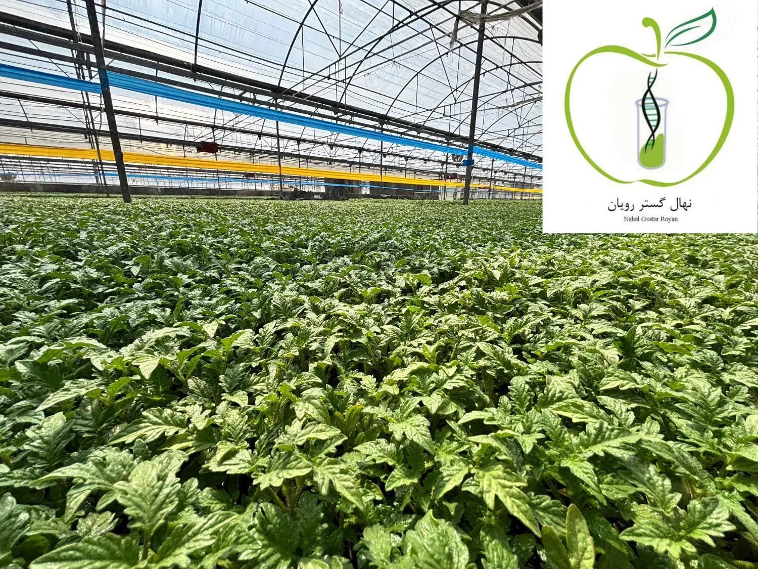 فروش ویژه نشاء گوجه فرنگی|خدمات باغبانی و درختکاری|آبدان, |دیوار