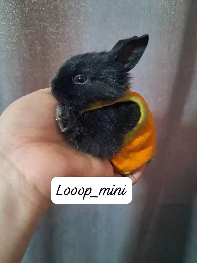 کوتولهاجرسی|موش و خرگوش|بروجرد, |دیوار