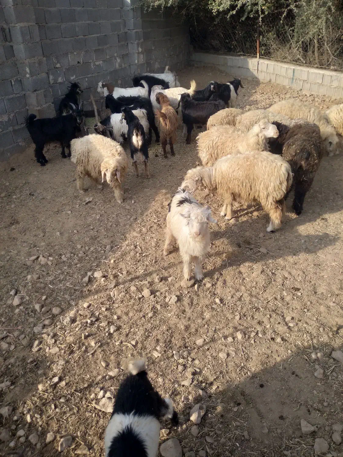 کهره|حیوانات مزرعه|کوه چنار, |دیوار