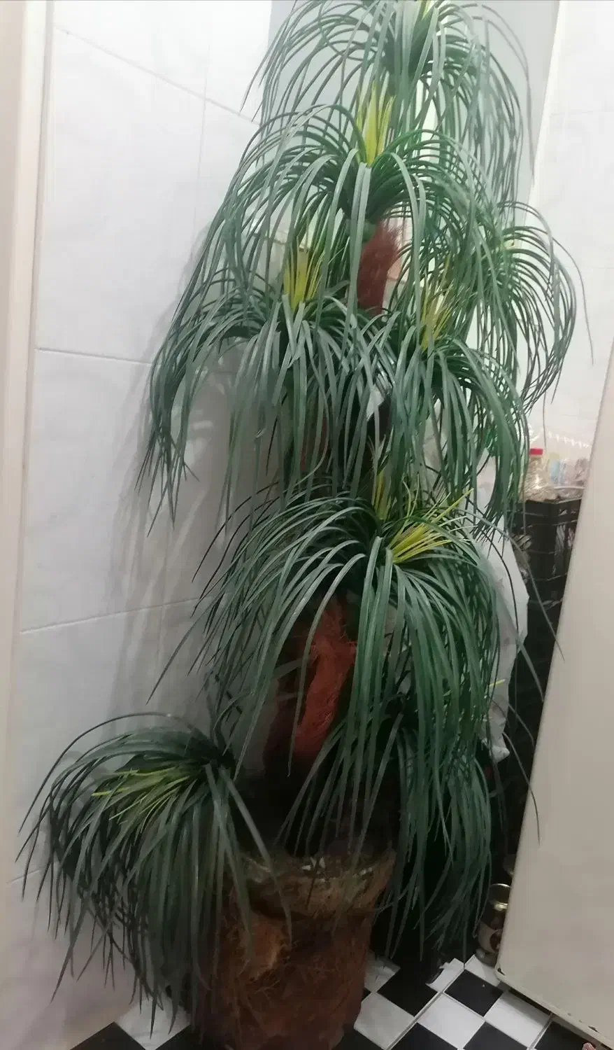 نخل مصنوعی|گل مصنوعی|صدرا-فارس, فاز ۲|دیوار