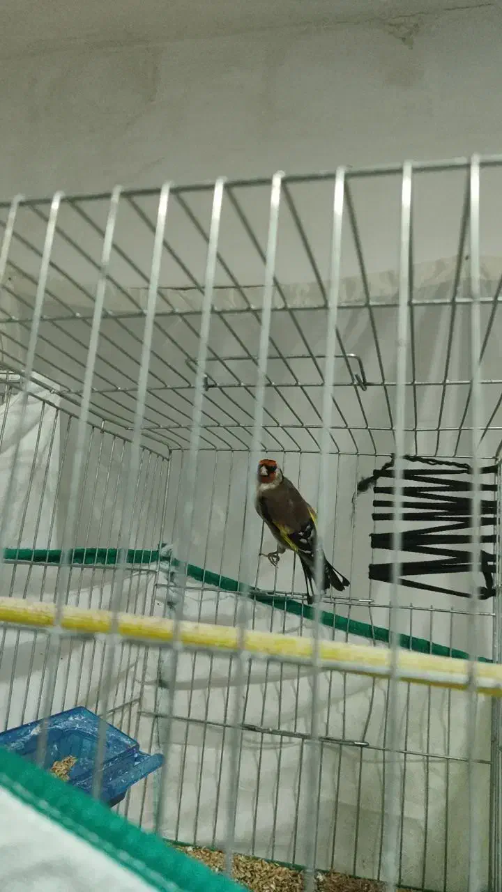 سهره|پرنده|قیدار, |دیوار