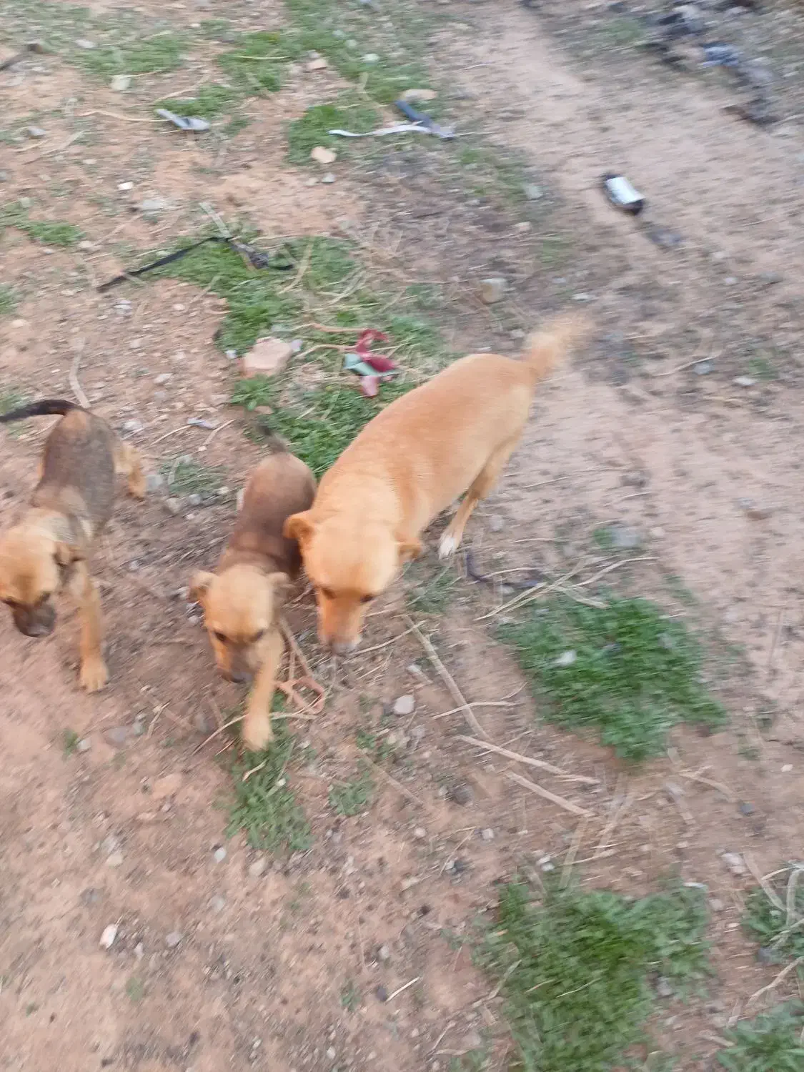 پاکوتاه|سگ|نیشابور, مازول|دیوار