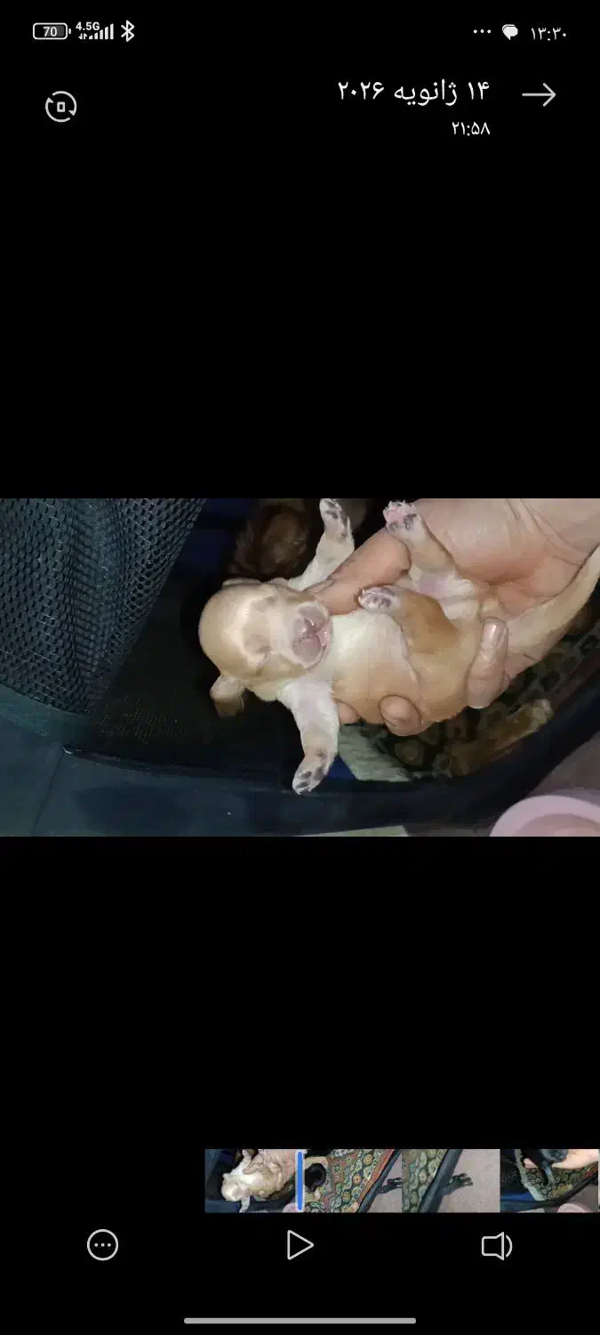 واگذاری توله اشپیتز|سگ|تهران, پارک شهر|دیوار