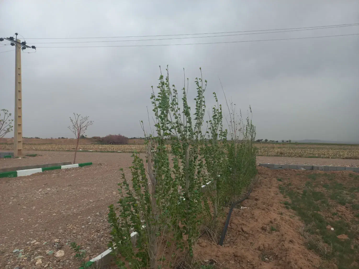 قطعات باغ با سند تک برگ|فروش زمین و ملک کلنگی|زرندیه, |دیوار