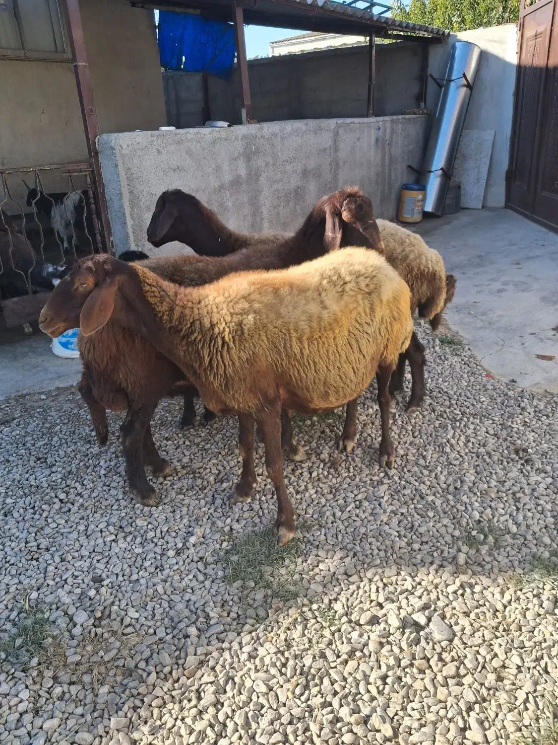 ۳ راس گوسفند درجه یک|حیوانات مزرعه|سیجوال, |دیوار