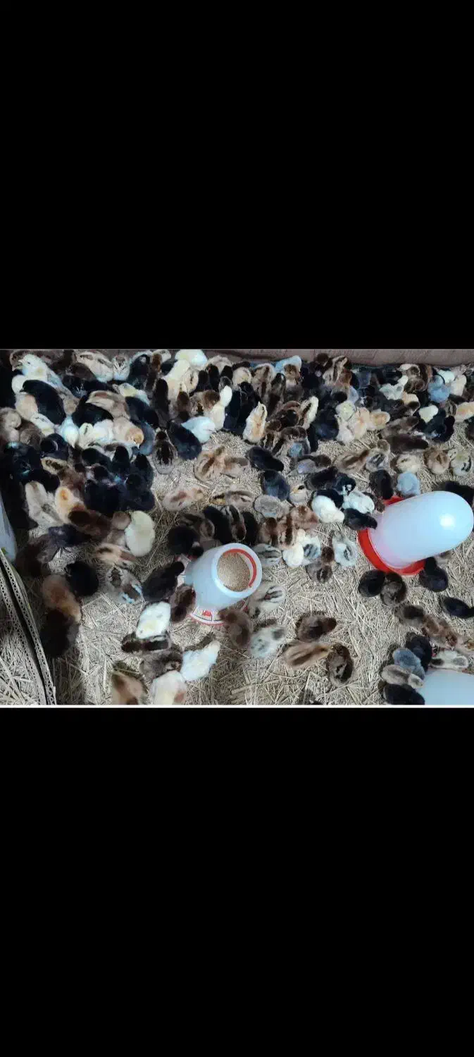 جوجه محلی وجوجه غاز محلی ۳روزه|حیوانات مزرعه|گلوگاه بابل (گلیا), |دیوار