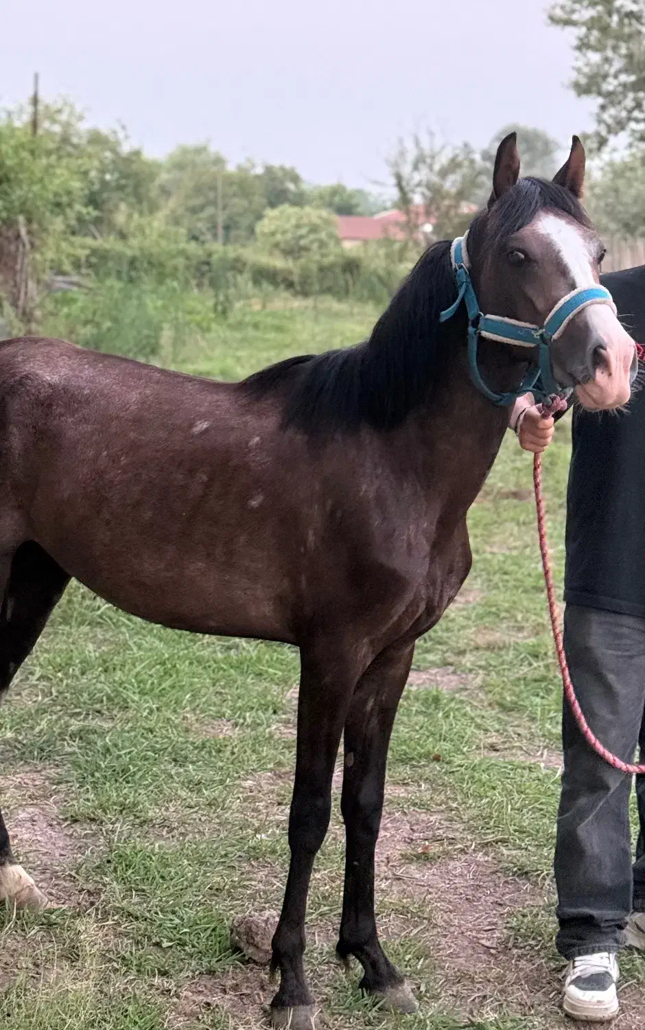 کره اسب ابرش|اسب و تجهیزات اسبسواری|رشت, توشیبا|دیوار