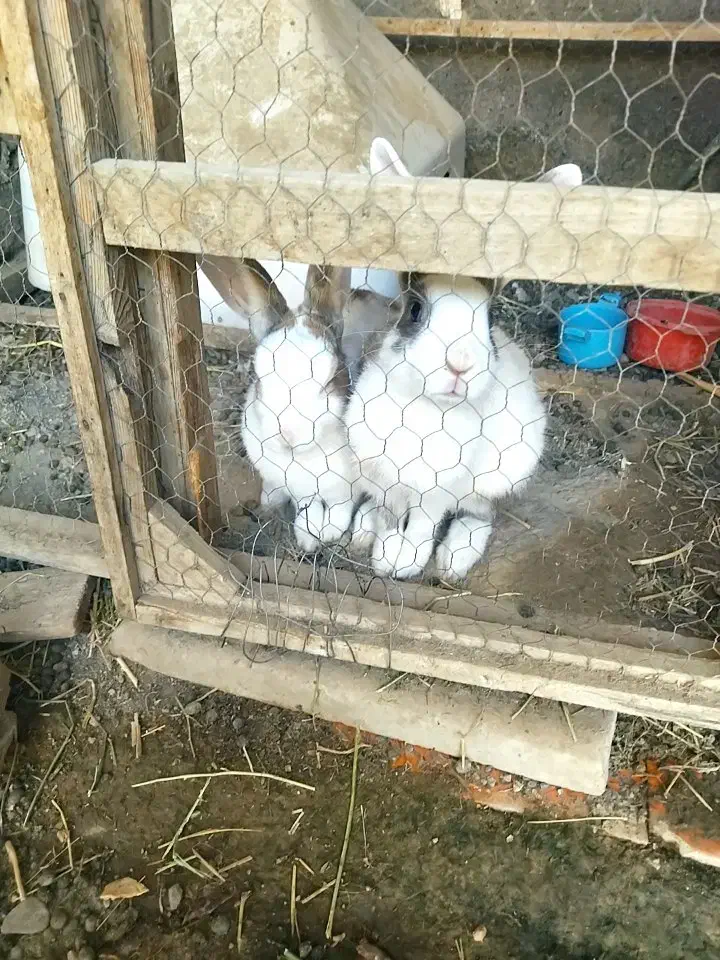 خرگوش نرو ماده باردار|موش و خرگوش|رضویه, |دیوار