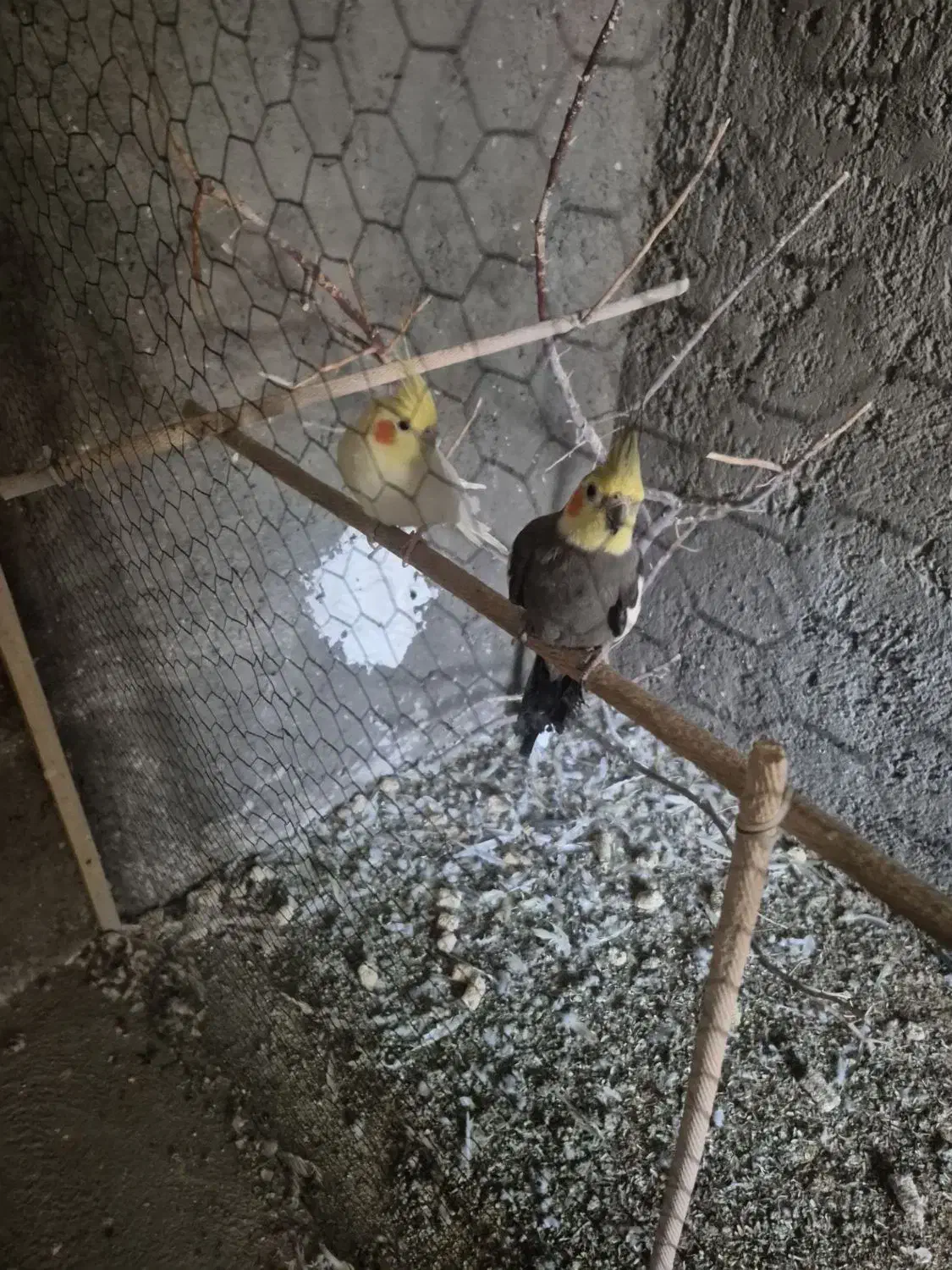 عروس هلندی|پرنده|قائن, |دیوار