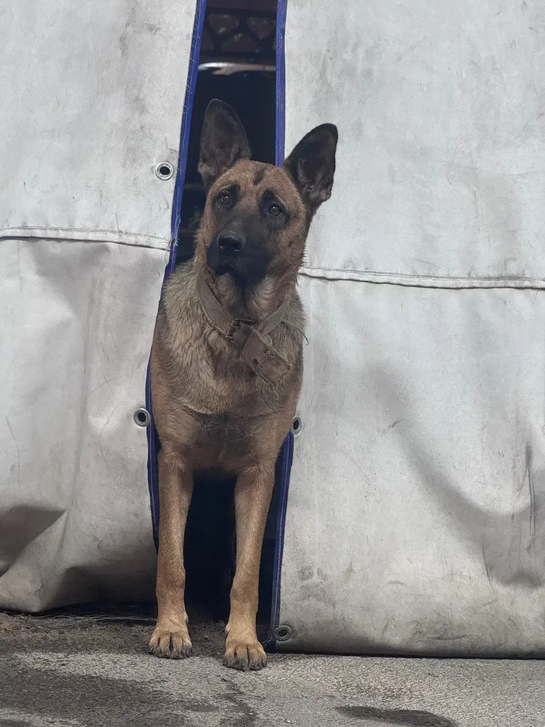 واگذاری ژرمن اصیل|سگ|تبریز, |دیوار