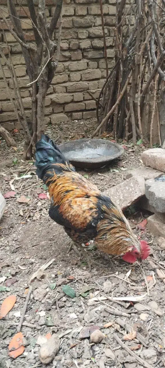 خروس سالم|حیوانات مزرعه|بروجرد, |دیوار