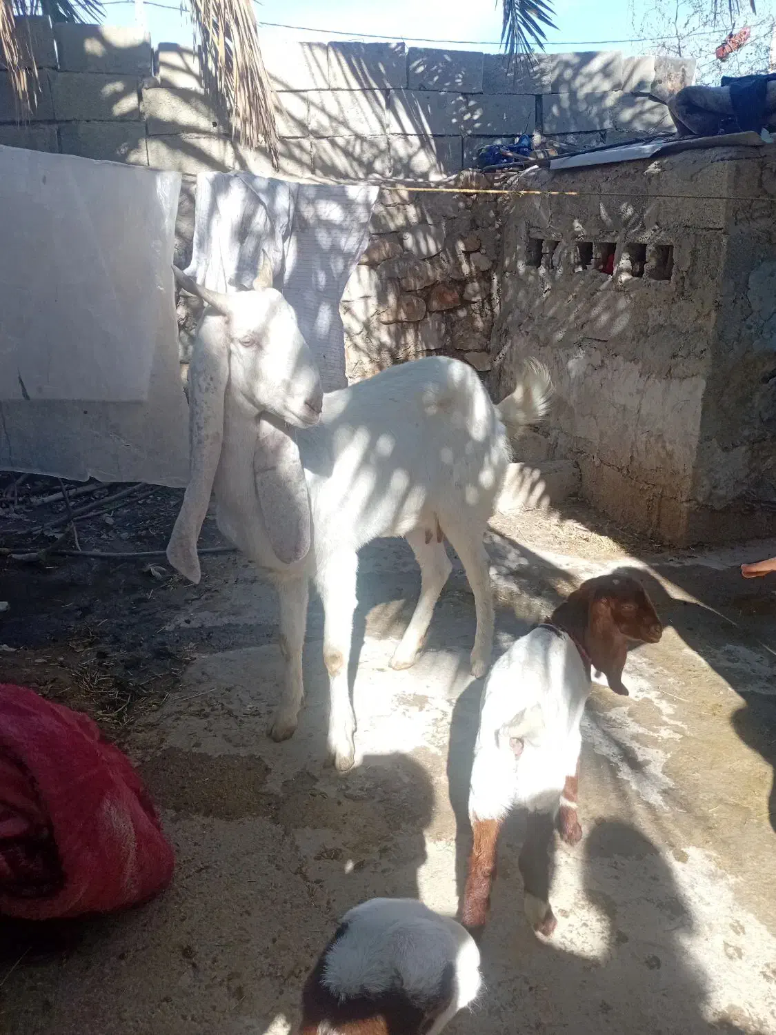 فروش تعدادی بز|حیوانات مزرعه|جم, |دیوار