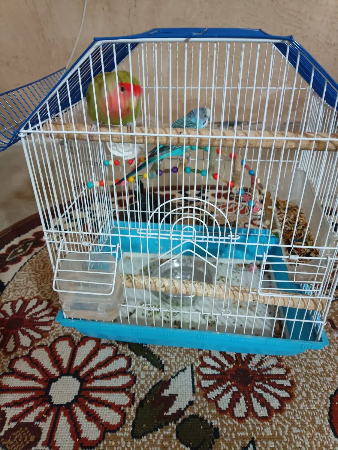 طوطی و مرغ عشق|پرنده|دهگلان, |دیوار