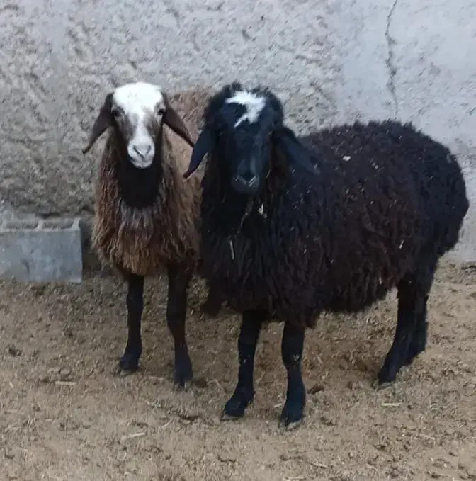 بره ماده سبک|حیوانات مزرعه|جوادآباد, |دیوار