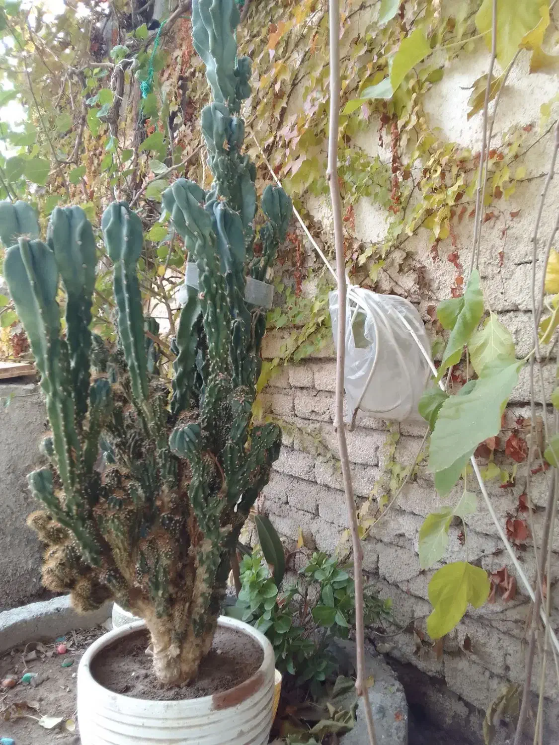 کاکتوس صخره ای زیبا|گل و گیاه طبیعی|آذرشهر, |دیوار