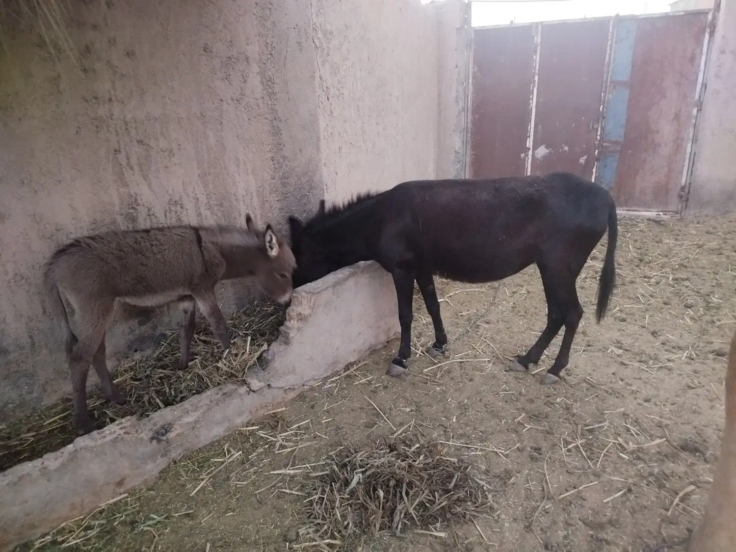 خر جوان 3ساله ماده|حیوانات مزرعه|سبزوار, شهرک صنعتی فرودگاه|دیوار