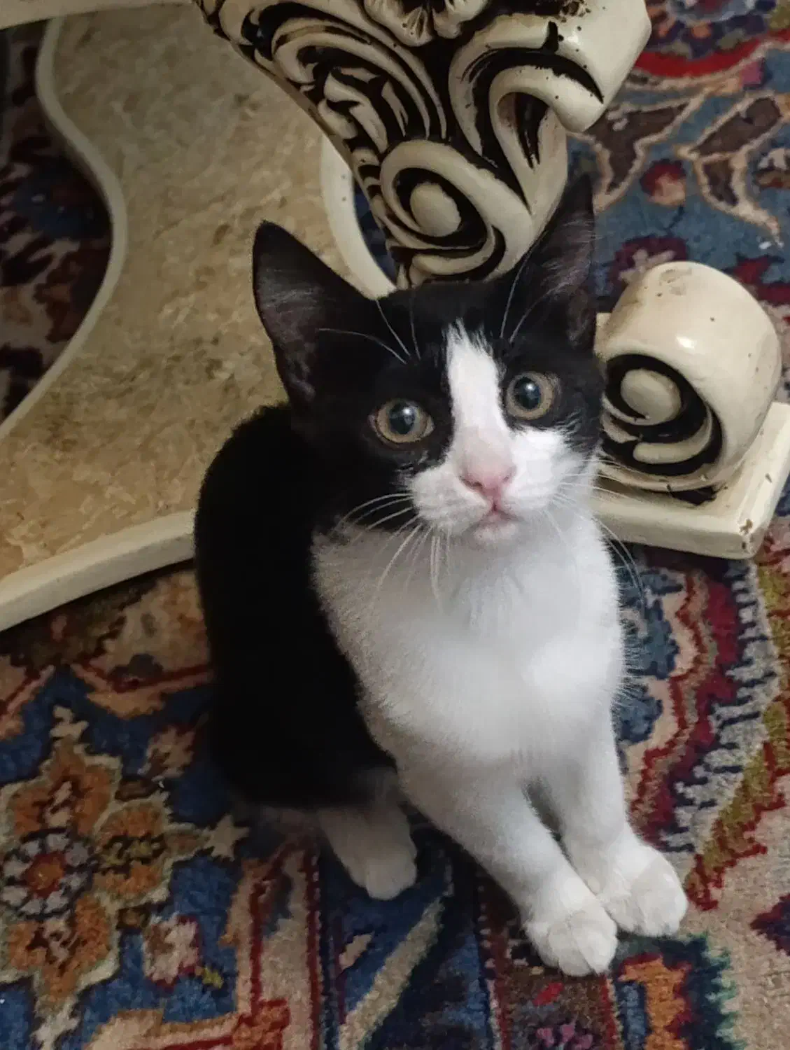 واگذاری رایگان بچه گربه ۴ماهه دختر شیطون|گربه|تبریز, |دیوار