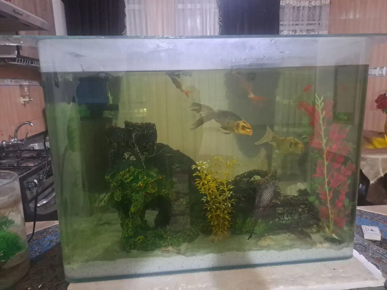 اکواریوم|ماهی|بروجرد, |دیوار