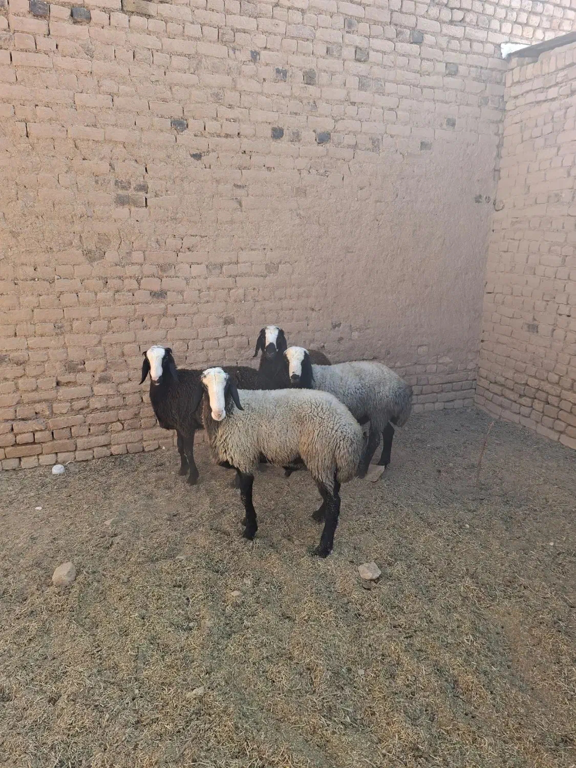 بره قوچی اصیل شال|حیوانات مزرعه|قزوین, |دیوار