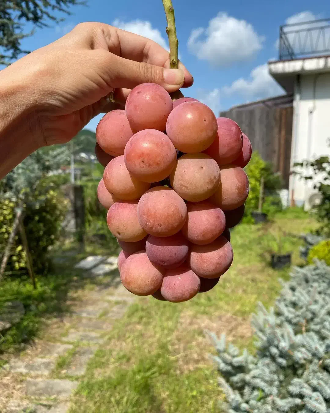 پخش گوگرد|خدمات باغبانی و درختکاری|تهران, ونک|دیوار