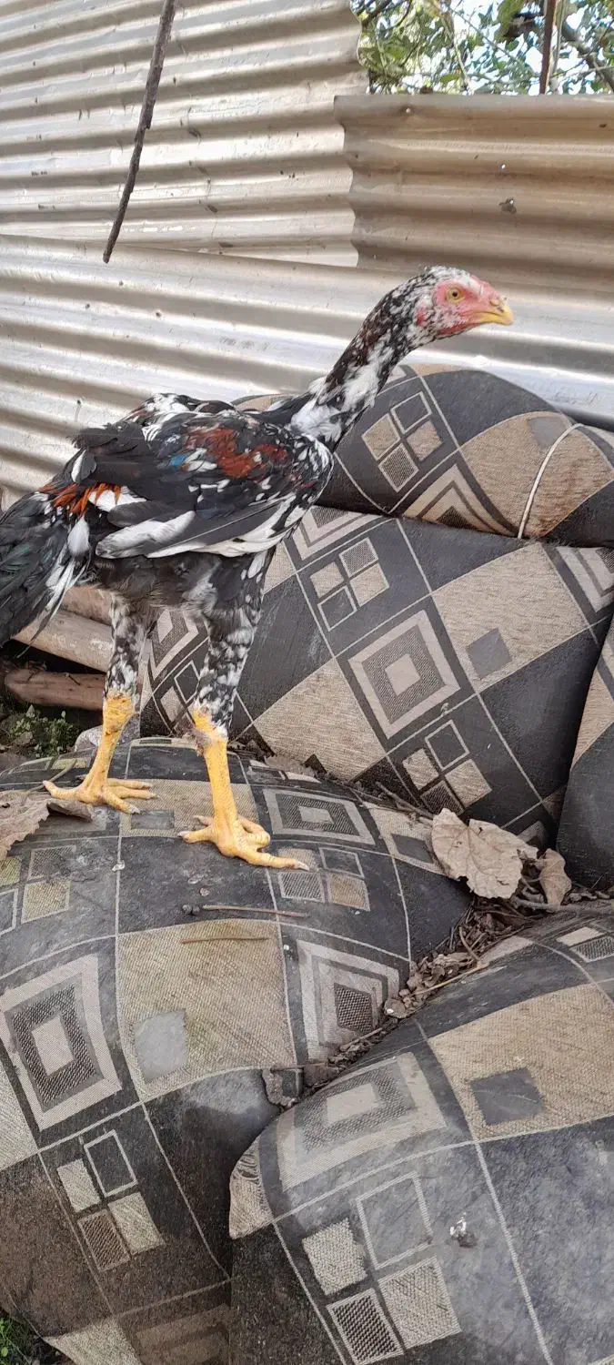 جوجه لاری ۴ماهه|حیوانات مزرعه|رشت, حومه رشت|دیوار