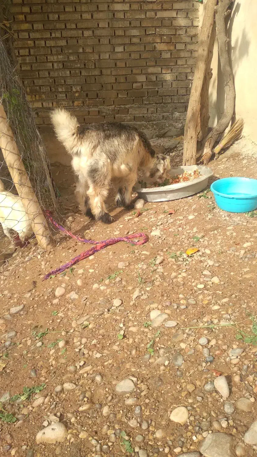 یک عدد بیگ نر سالم|حیوانات مزرعه|شوشتر, |دیوار