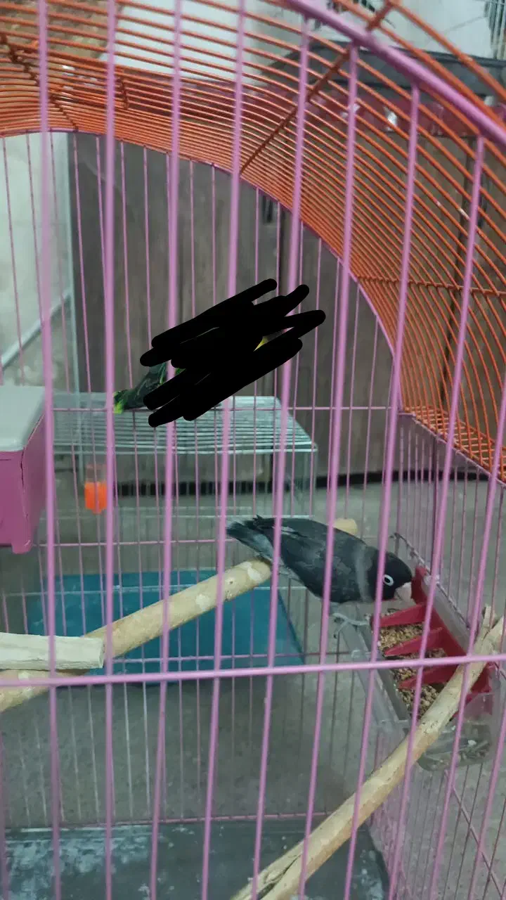 طوطی برزیلی کاسکویی نر مادش پریده|حیوانات|دزفول, |دیوار