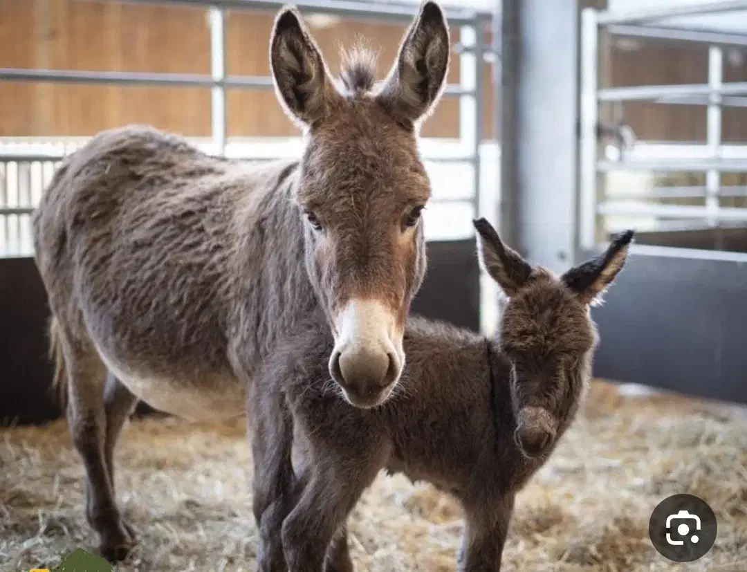 خر کردار|حیوانات مزرعه|سیرجان, |دیوار