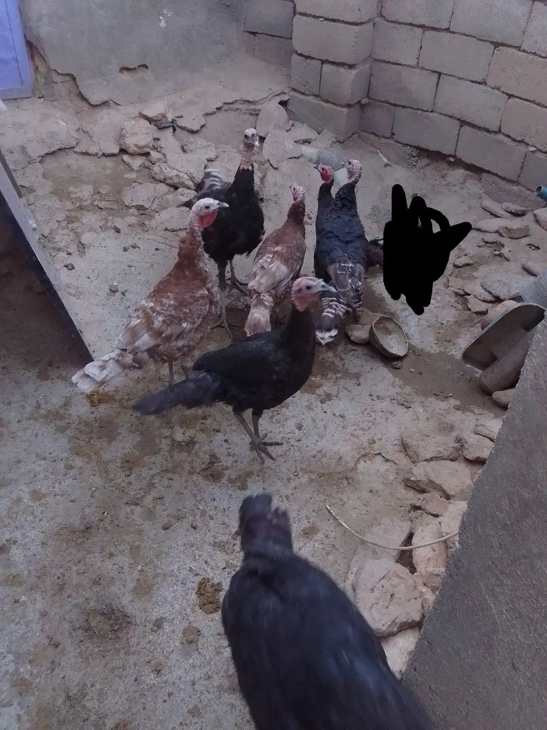 بوقلمون|حیوانات مزرعه|زیویه, |دیوار