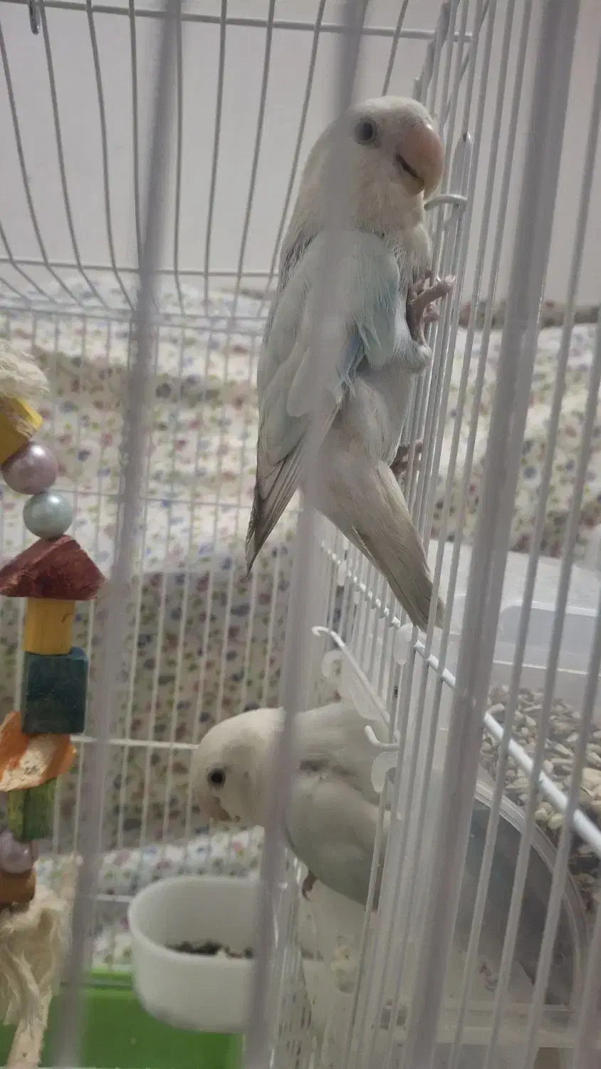 کوتوله برزیلی|پرنده|مهدی شهر, |دیوار