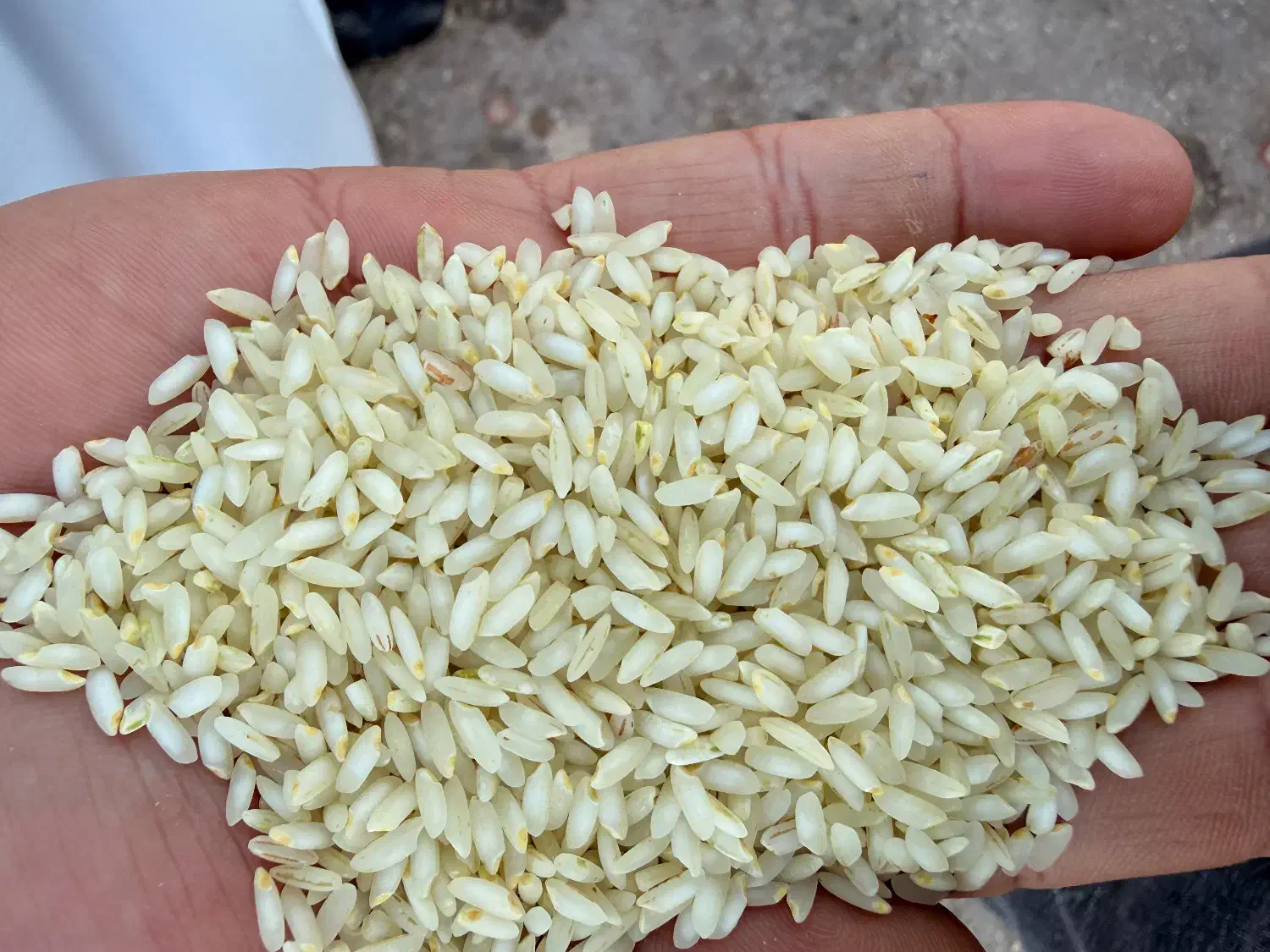 برنج عنبر بور سبز به شرط پخت|خوردنی و آشامیدنی|شادگان, |دیوار