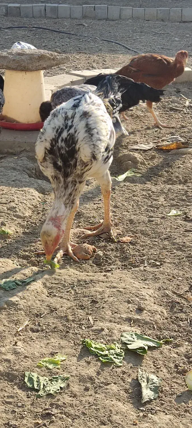 بچه و فریح لاری در سلماس|حیوانات مزرعه|خوی, |دیوار