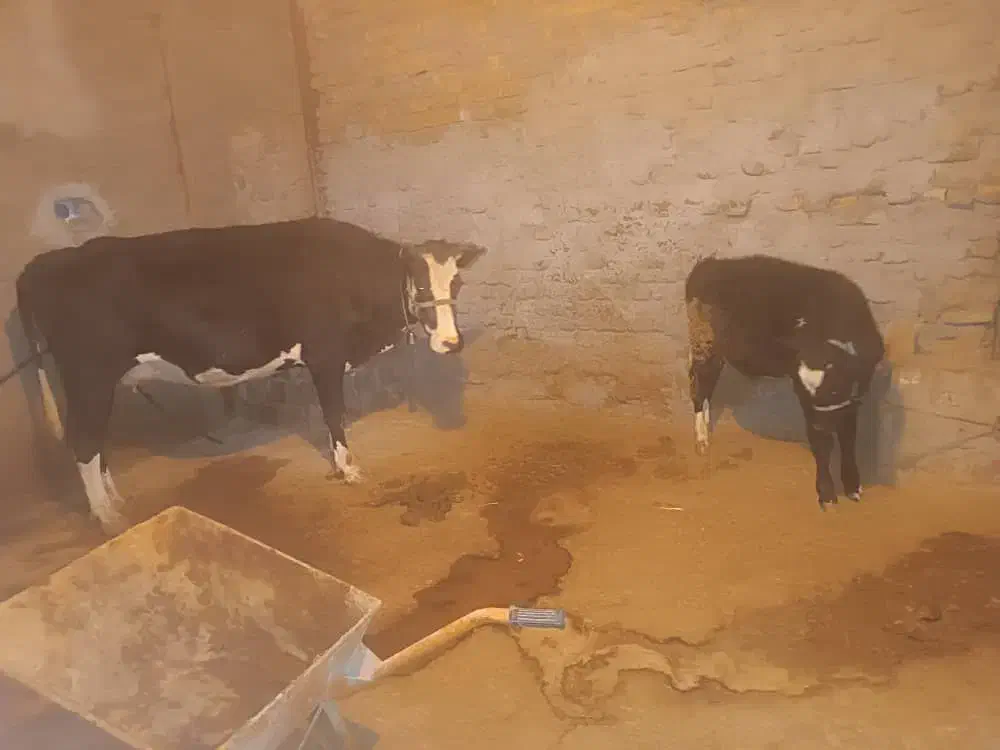 گاو جوان|حیوانات مزرعه|بیرانوند, |دیوار