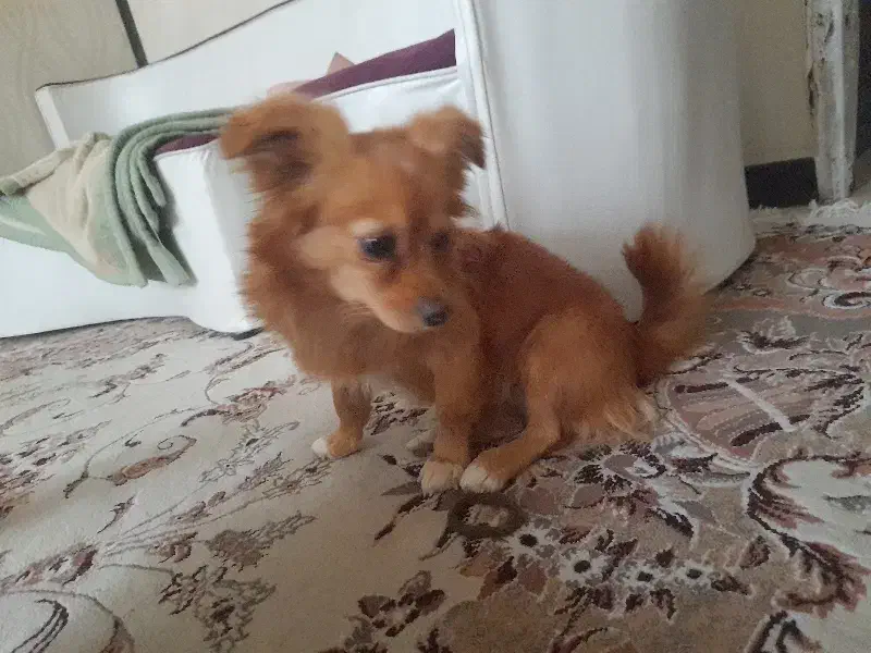 حنا خانوم ناز ۴ماهه|سگ|اصفهان, خانه اصفهان|دیوار