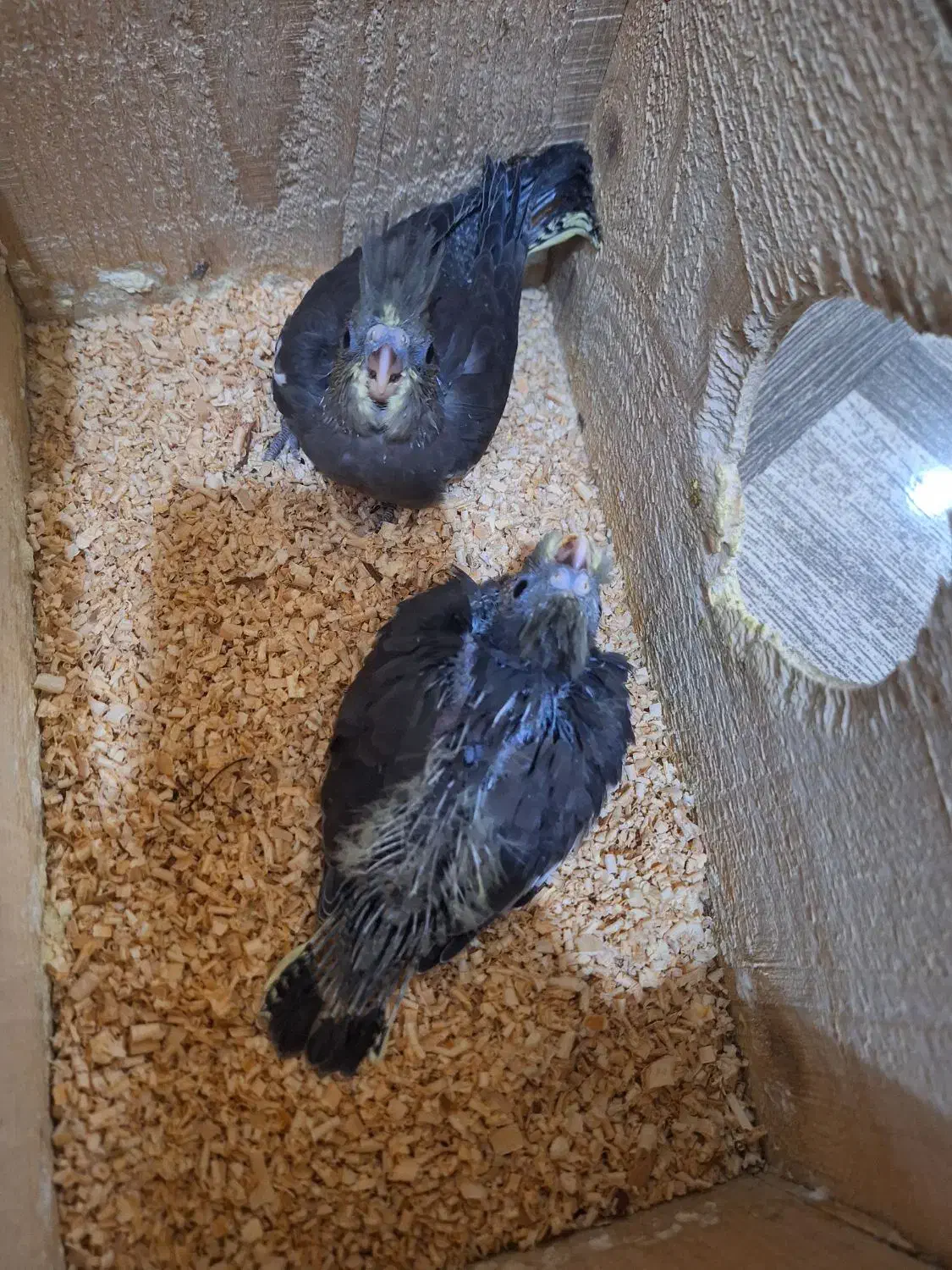 پرنده زینتی|پرنده|لاهیجان, بازکیاگوراب|دیوار